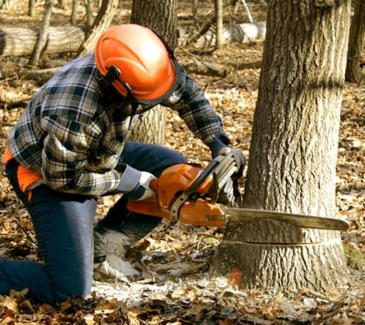 Tree Removal in Dickinson, AL